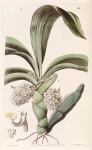 Eria spicata - Miss Drake